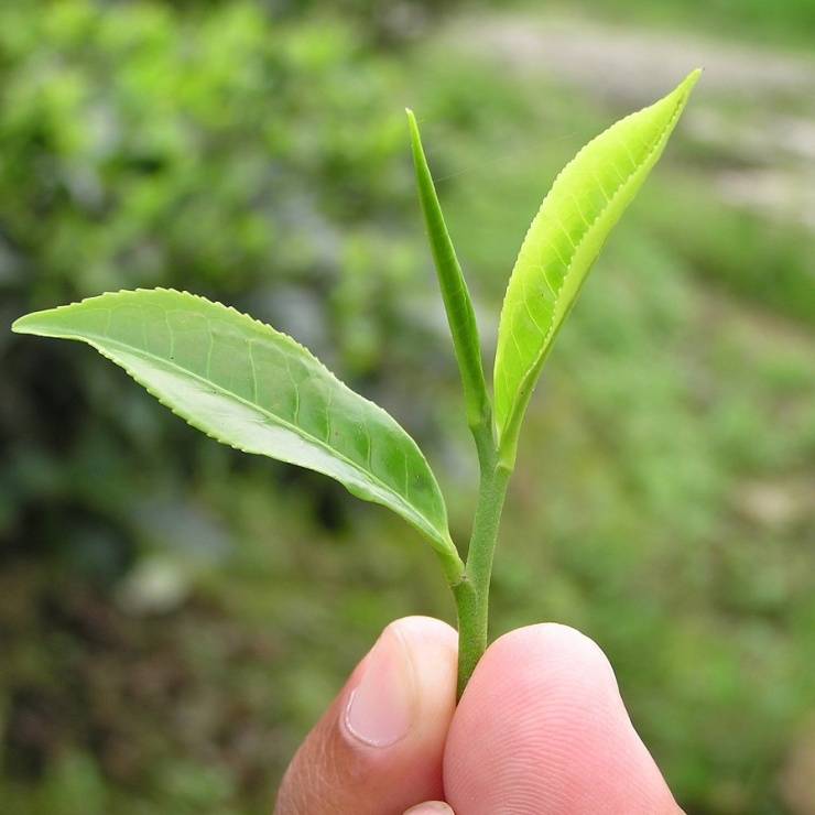 Tee Produktion - Tee-Ernte