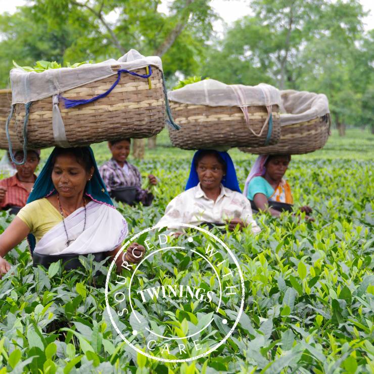 Twinings Arbeiterinnen auf Teeplantage